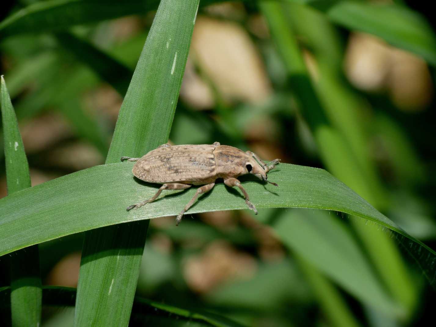 Grosso Curculionidae: Temnorhinus sp.